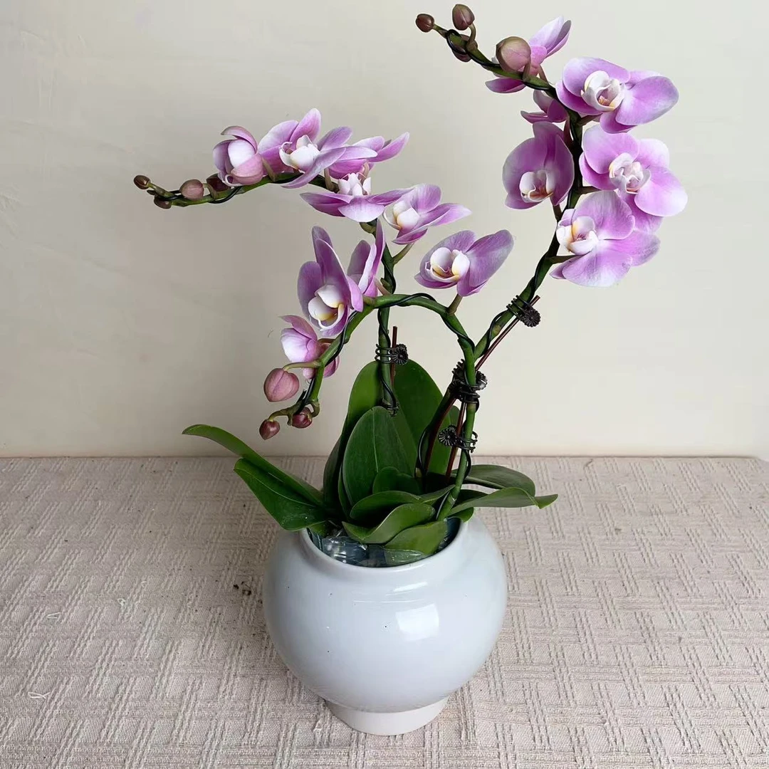 桦艺优选【优乐美】精品蝴蝶兰室内花卉高雅高级盆栽艺术组盆