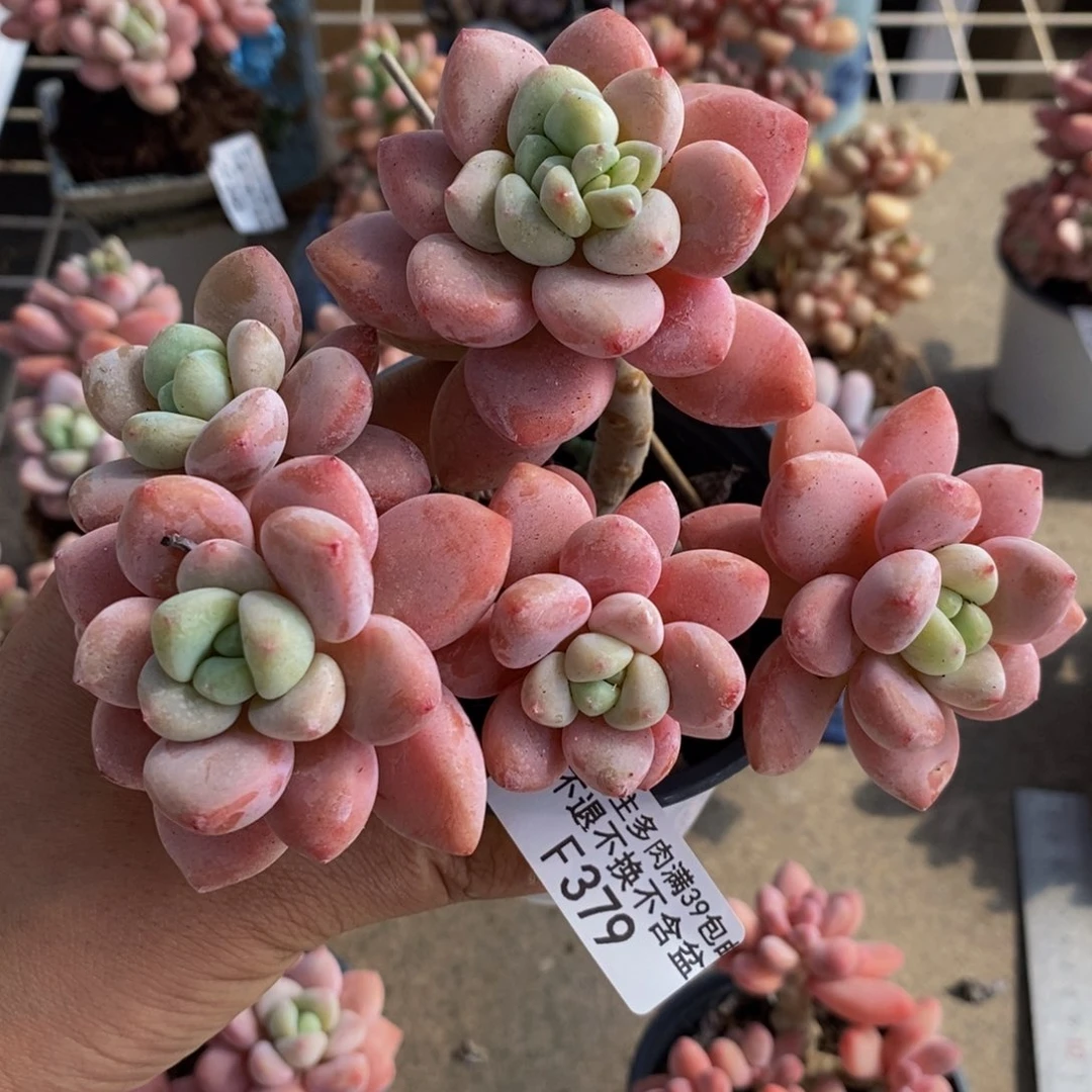 樱花洛神379/10c m