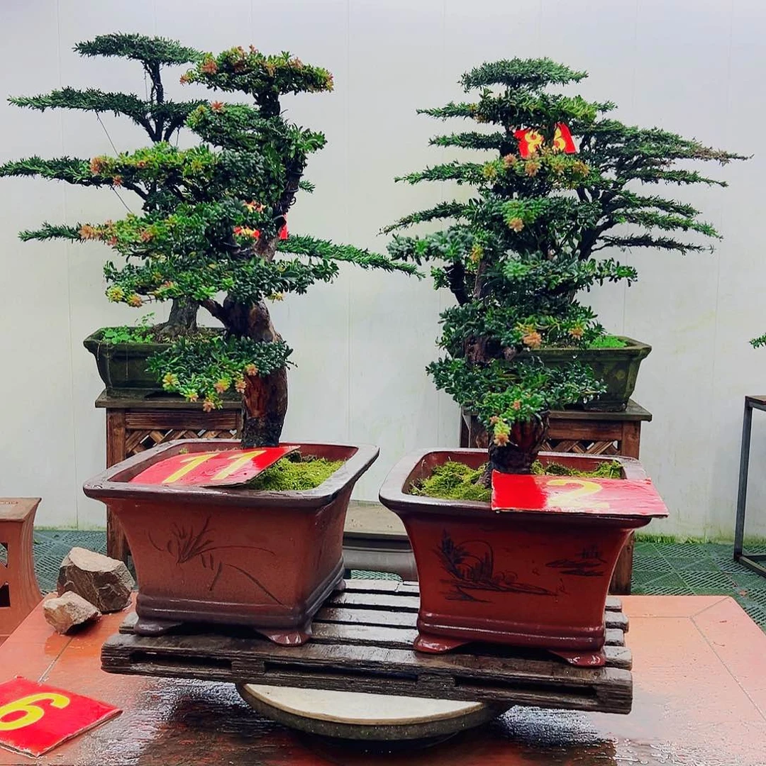 不开花植物罗汉松