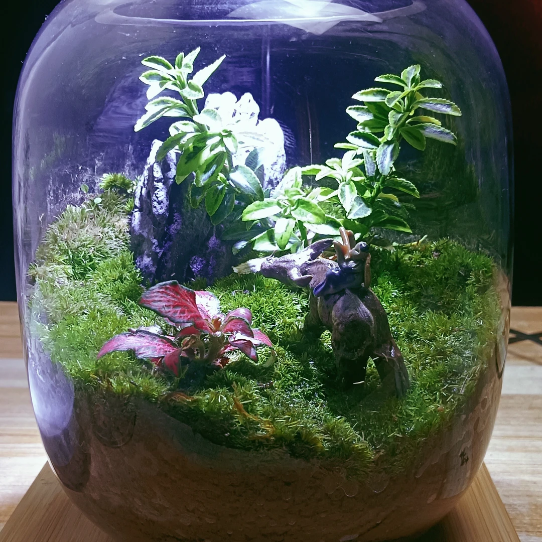 微景观，生动，好养，耐活