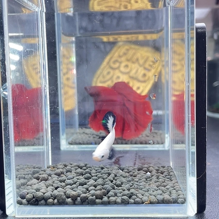 斗鱼29号917早青花