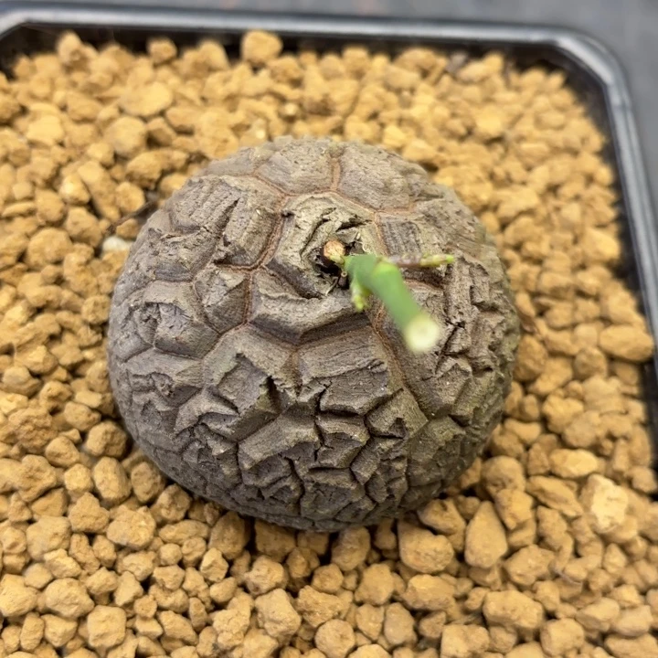 37号龟甲龙带盆包邮尺寸6+