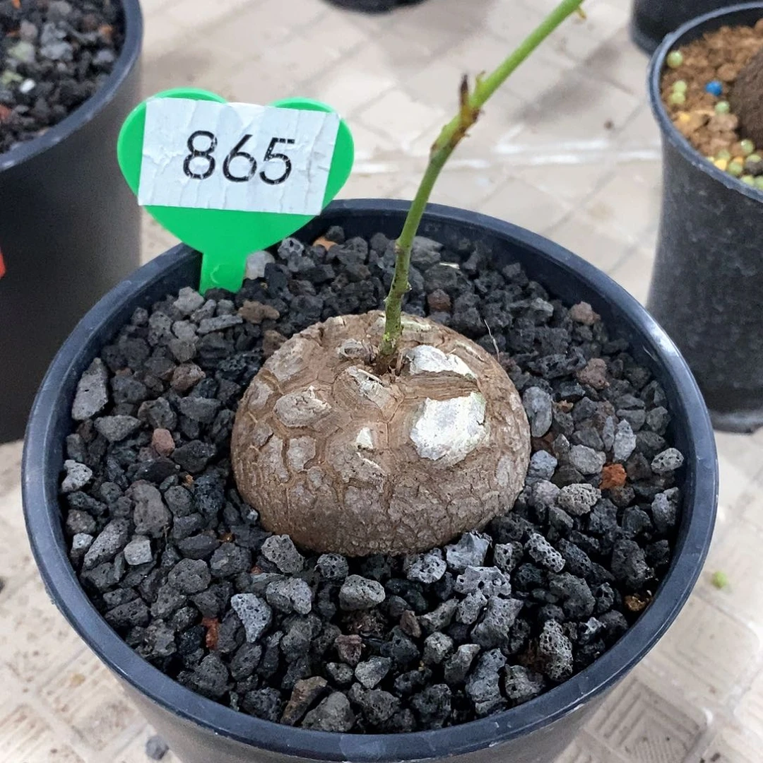 吃***皮南非龟甲龙龟甲龙