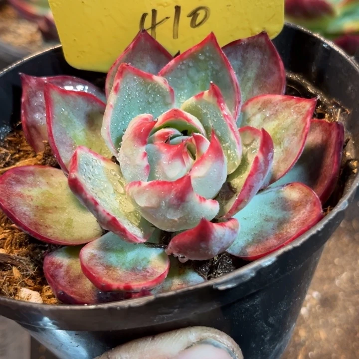 惊鸿一物一拍包装收缩花旱410