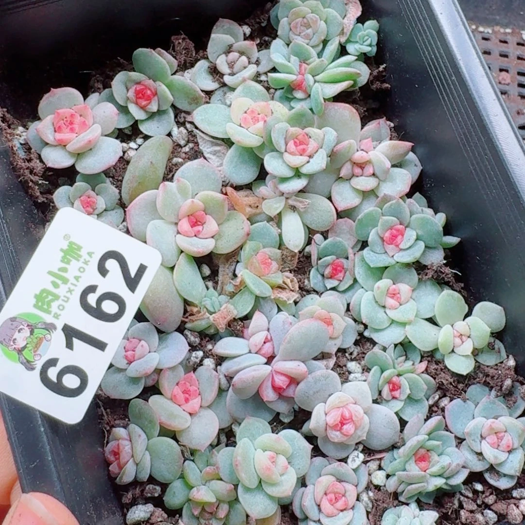 觅***踪多肉植物多肉植物