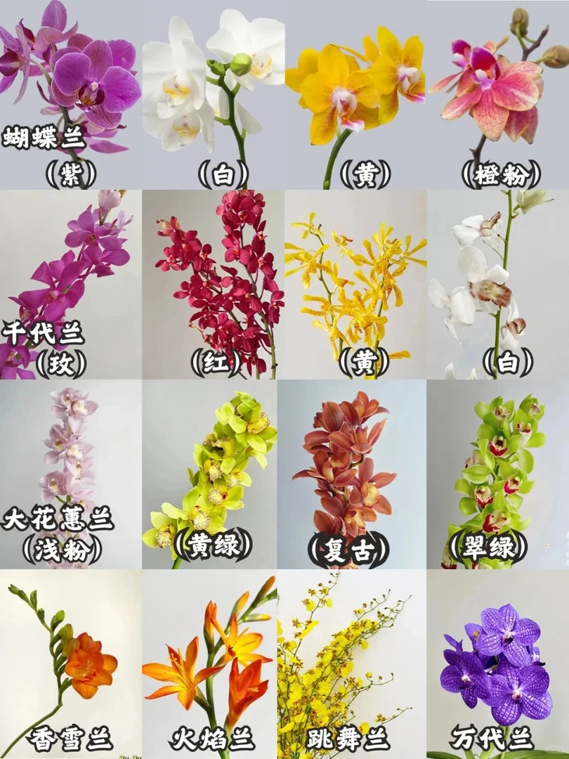 泰国洋兰，一单包邮！