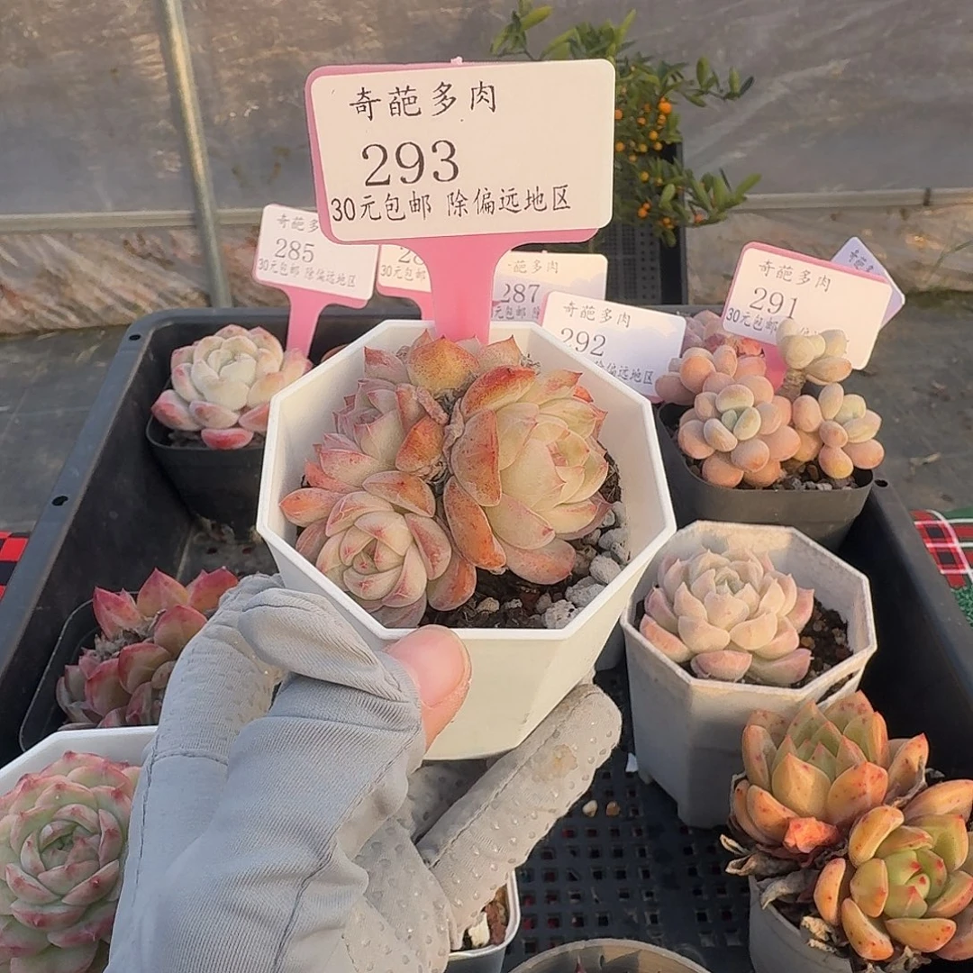 293 脱土 一物一拍 不包整