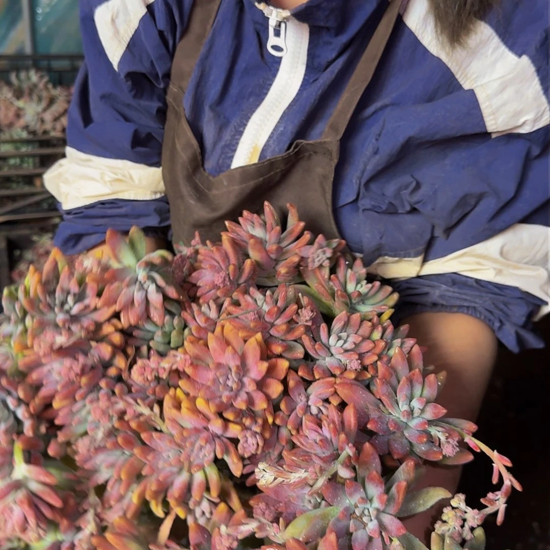 秋丽 一颗 不包损13.8