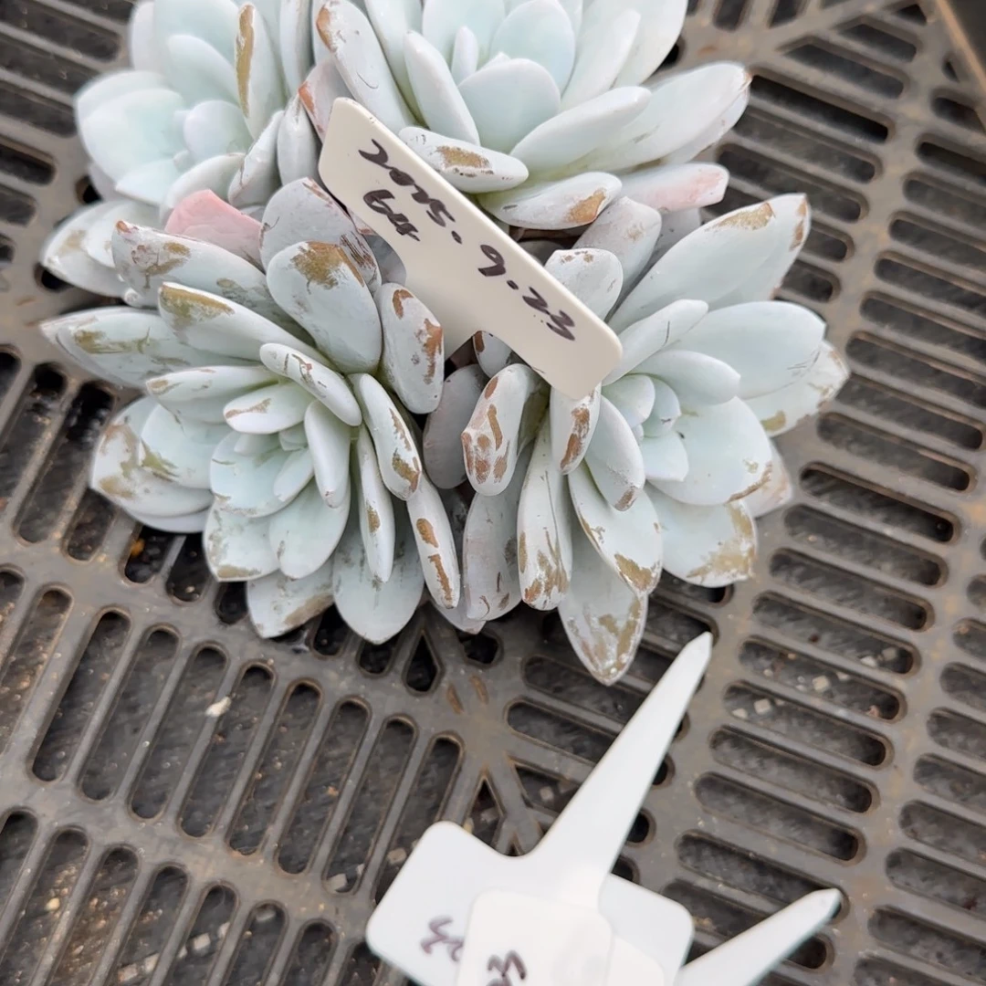 一物一拍雪莲群64