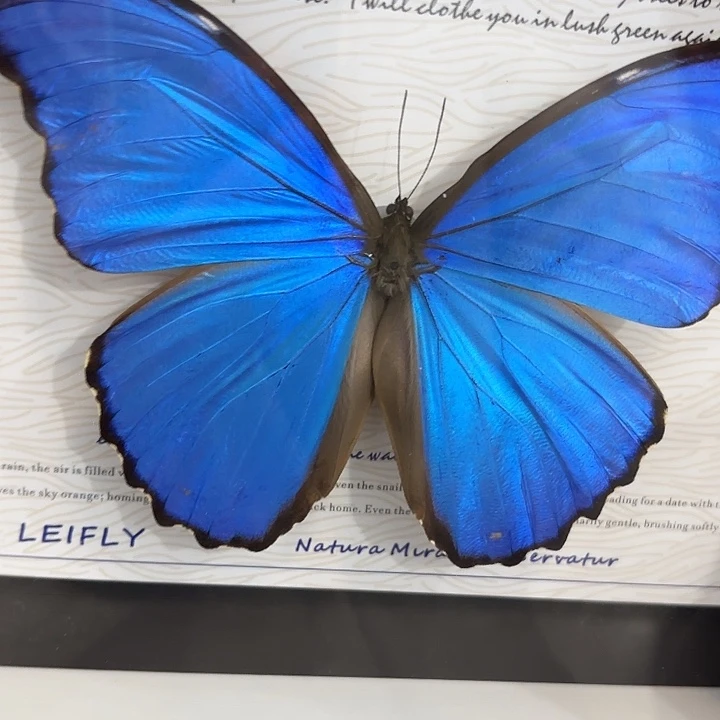 淼***木蝴蝶标本定制版085