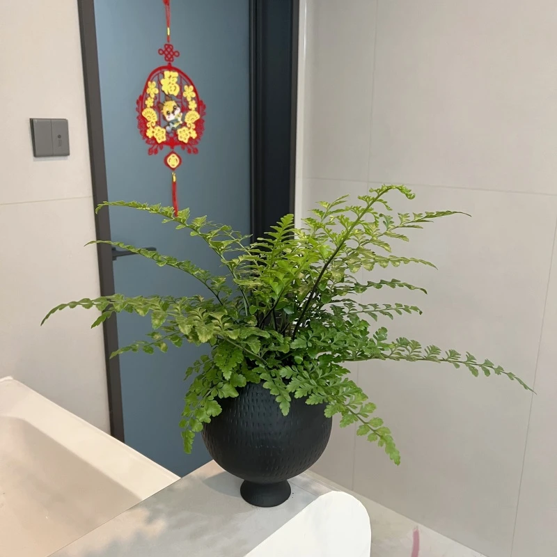 吉姆蕨盆栽网红蕨类植物办公室绿植室内平安蕨耐阴好养活四季绿植