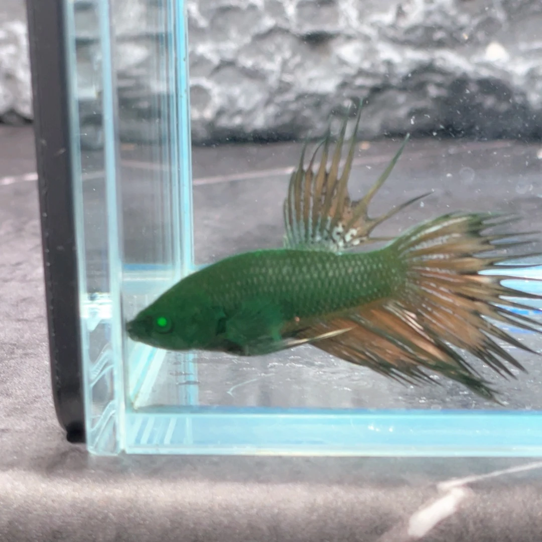 斗鱼绿魔狮王公鱼