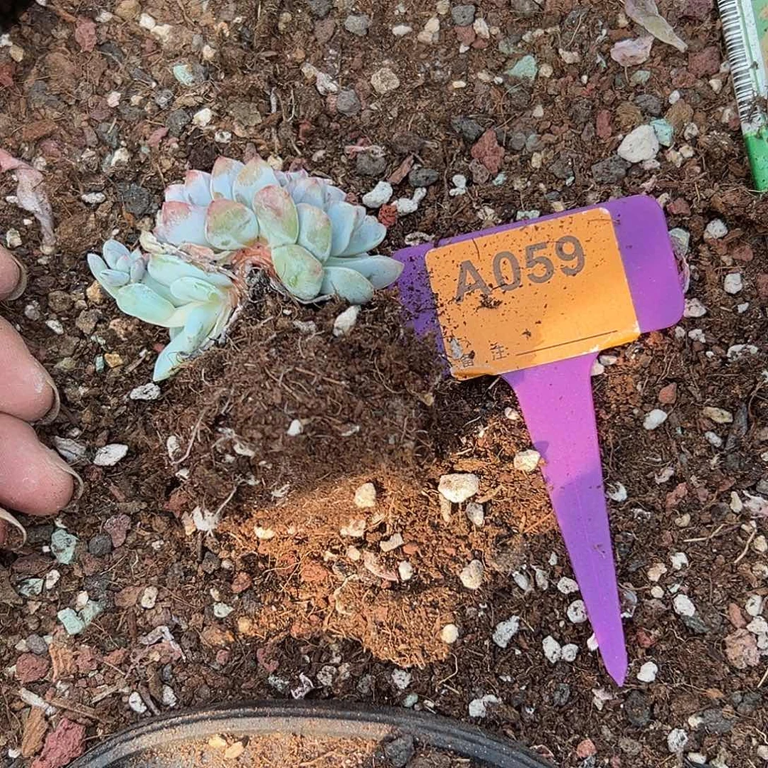 @***兜多肉植物一物一拍