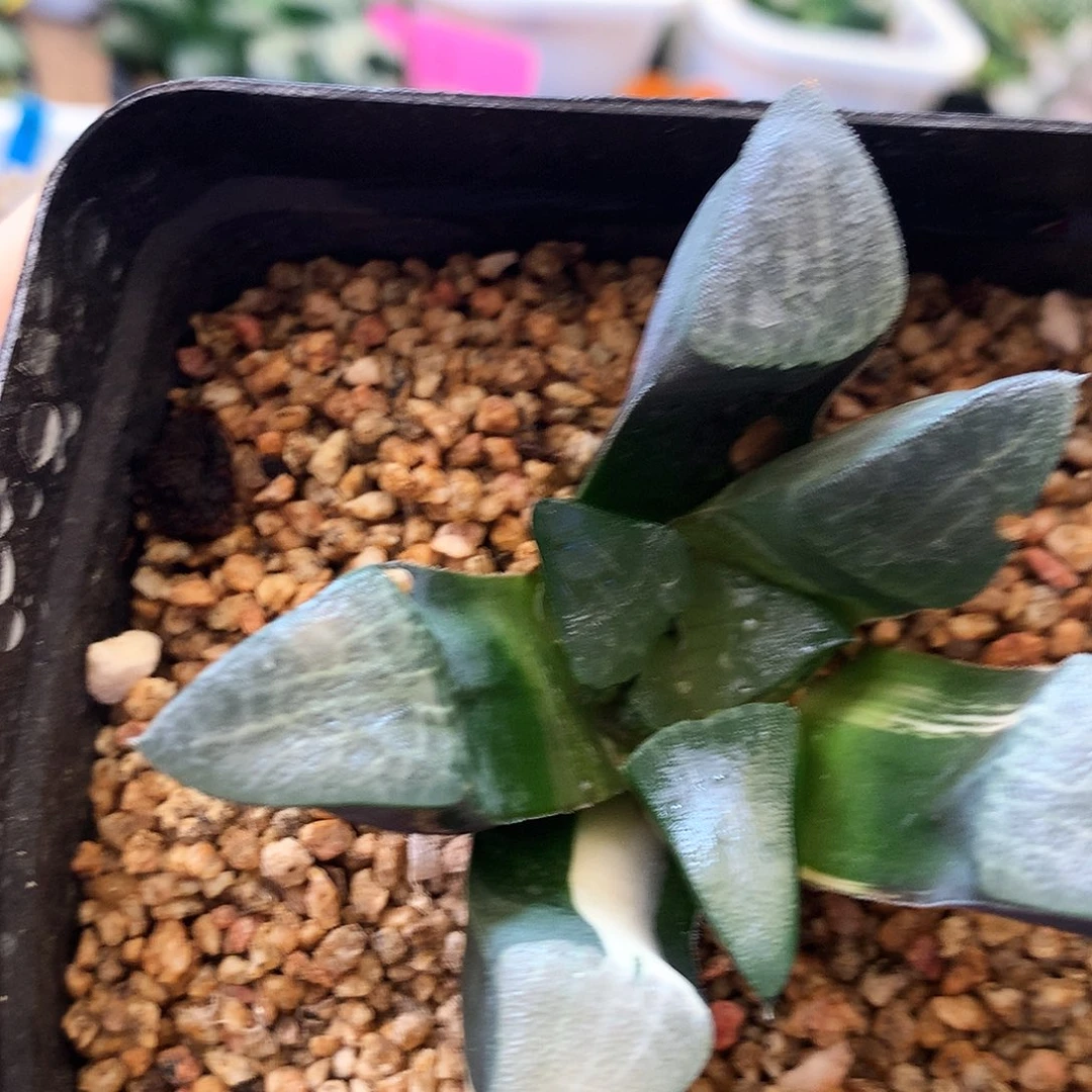 火焰山，带盆带土，一物一拍