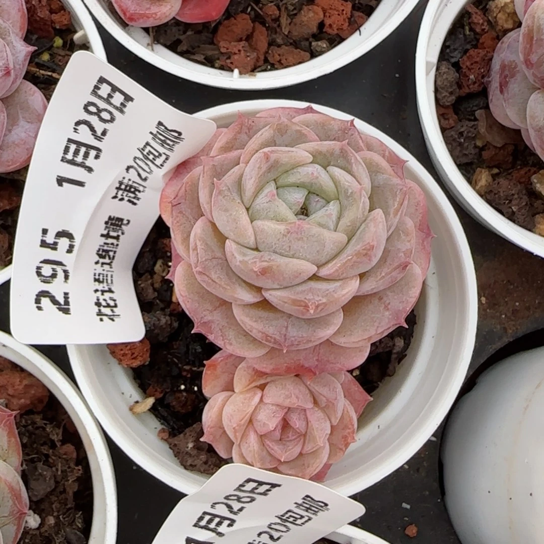 花语逸镜0128-295