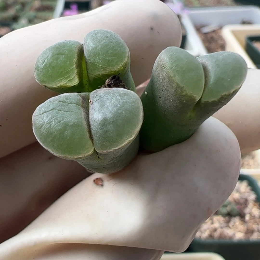 734 好看的多肉冲冲冲