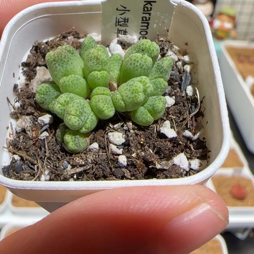 肉锥多肉植物百科-草莓斑马（30）635