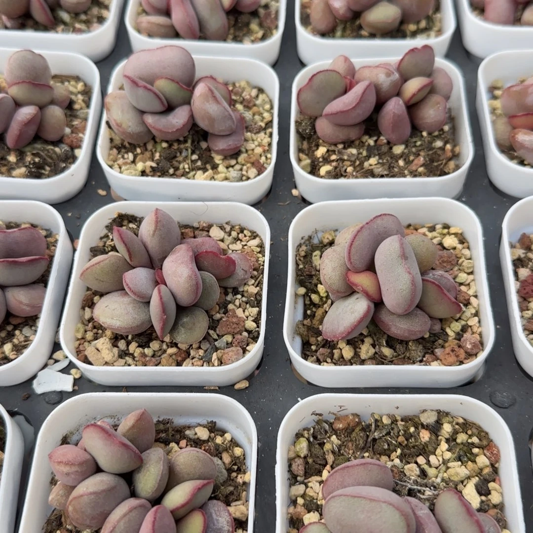 单颗白肌红蛋量拍链接