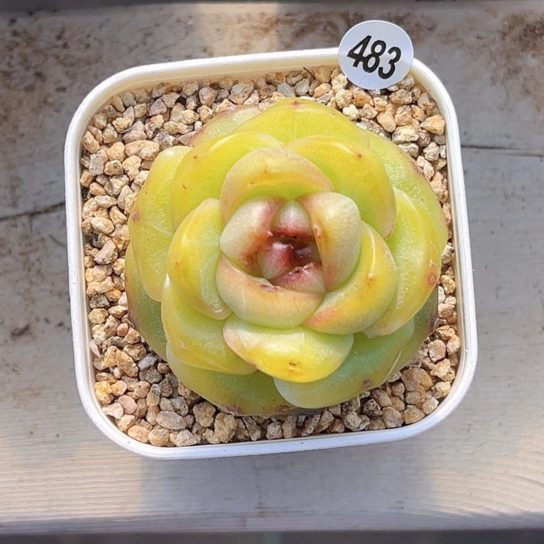 483  新品珍妮满18包邮