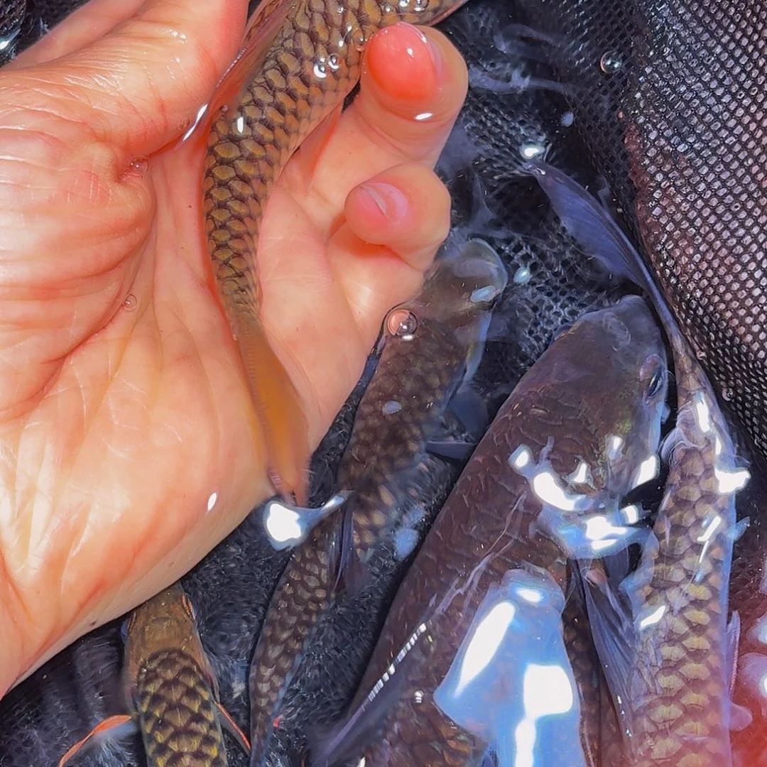 吉罗鱼马来西亚巴拉