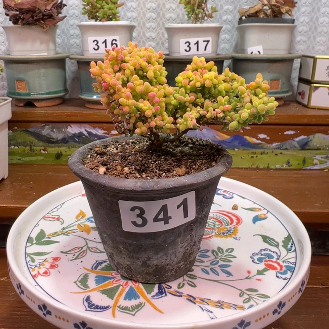 杰*?枝干番杏大吉大利341