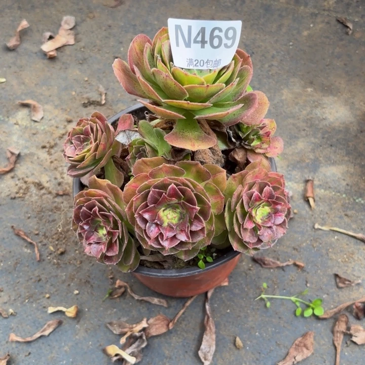 瑞妈多肉园艺469海王七彩。