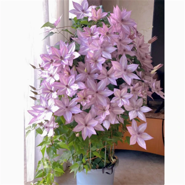 【乌托邦】铁线莲花苗耐寒盆栽阳台爬藤垂吊花卉植物