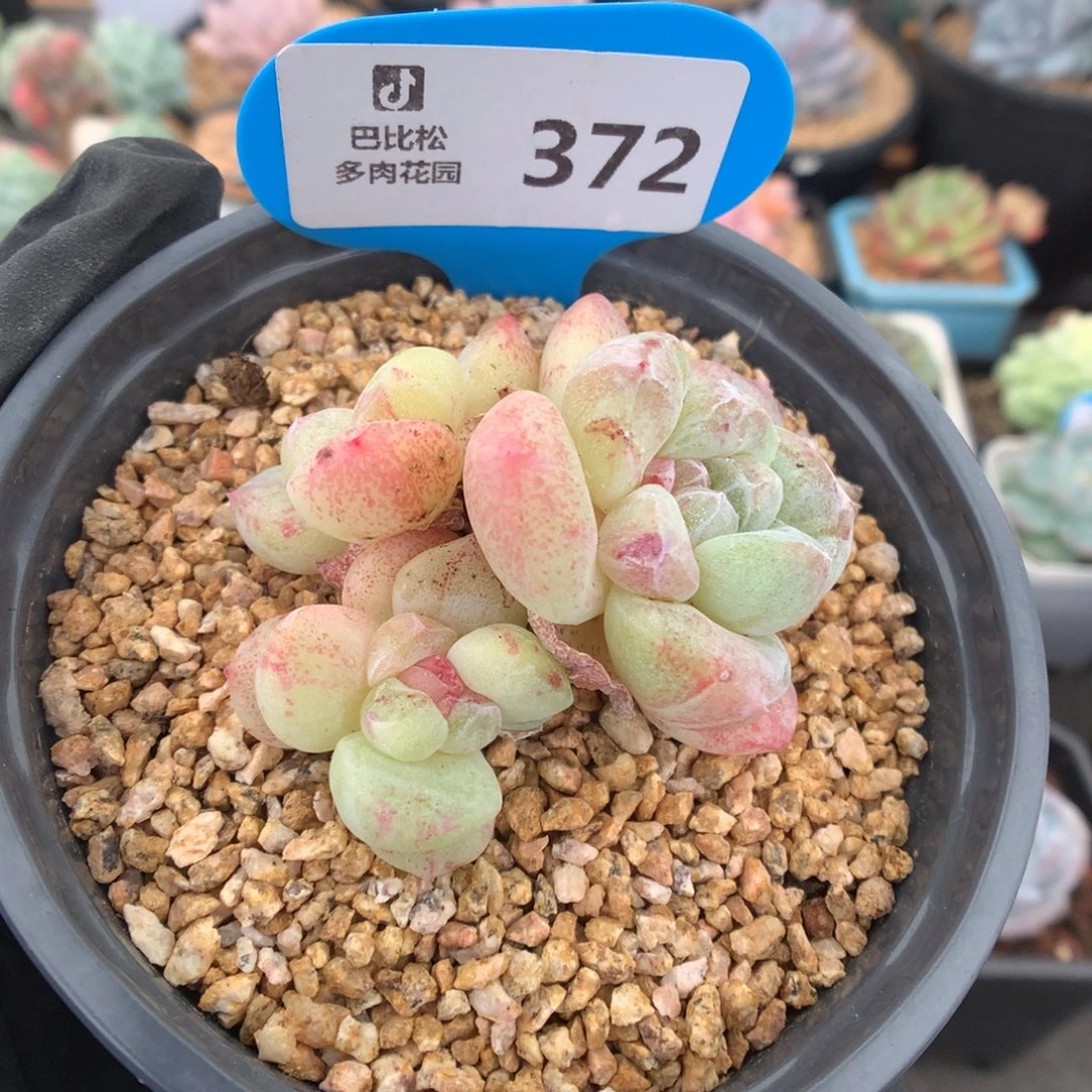 372 冰玉石化多肉多肉