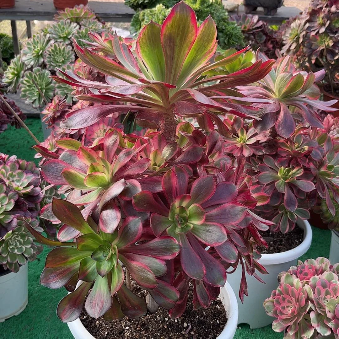 无花朵红魔女法师多肉植物漂亮