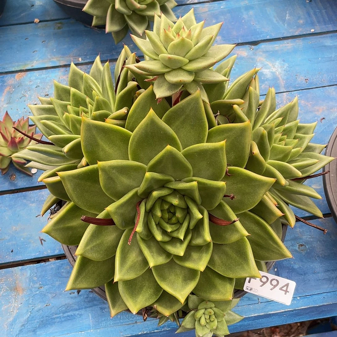 若如东云单拍F994