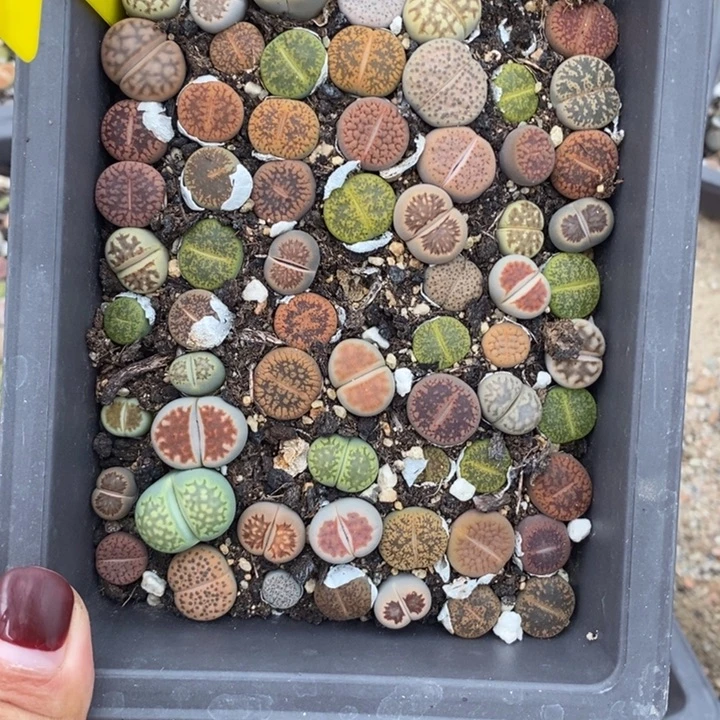 羊***！生石花的季节到621
