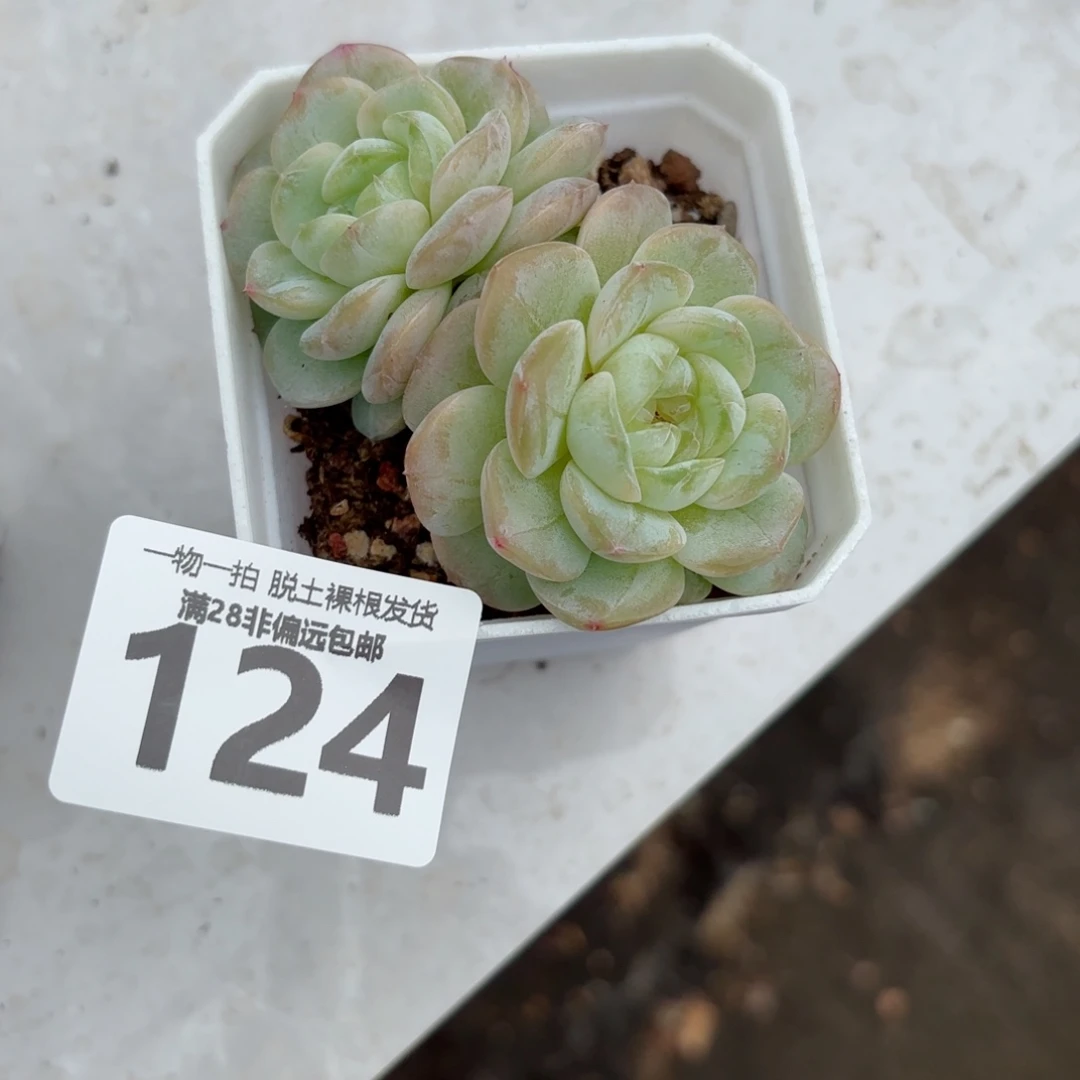 优选珍妮无盆土发货