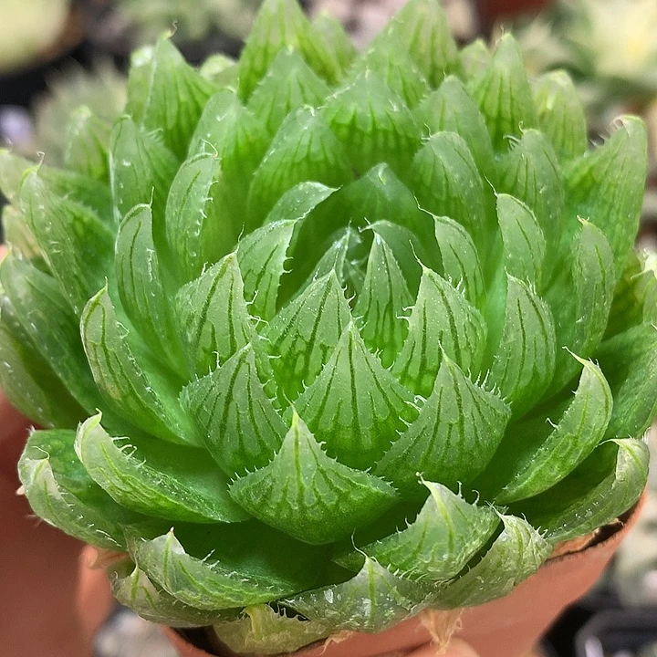 樱水晶发箍都土tjl
