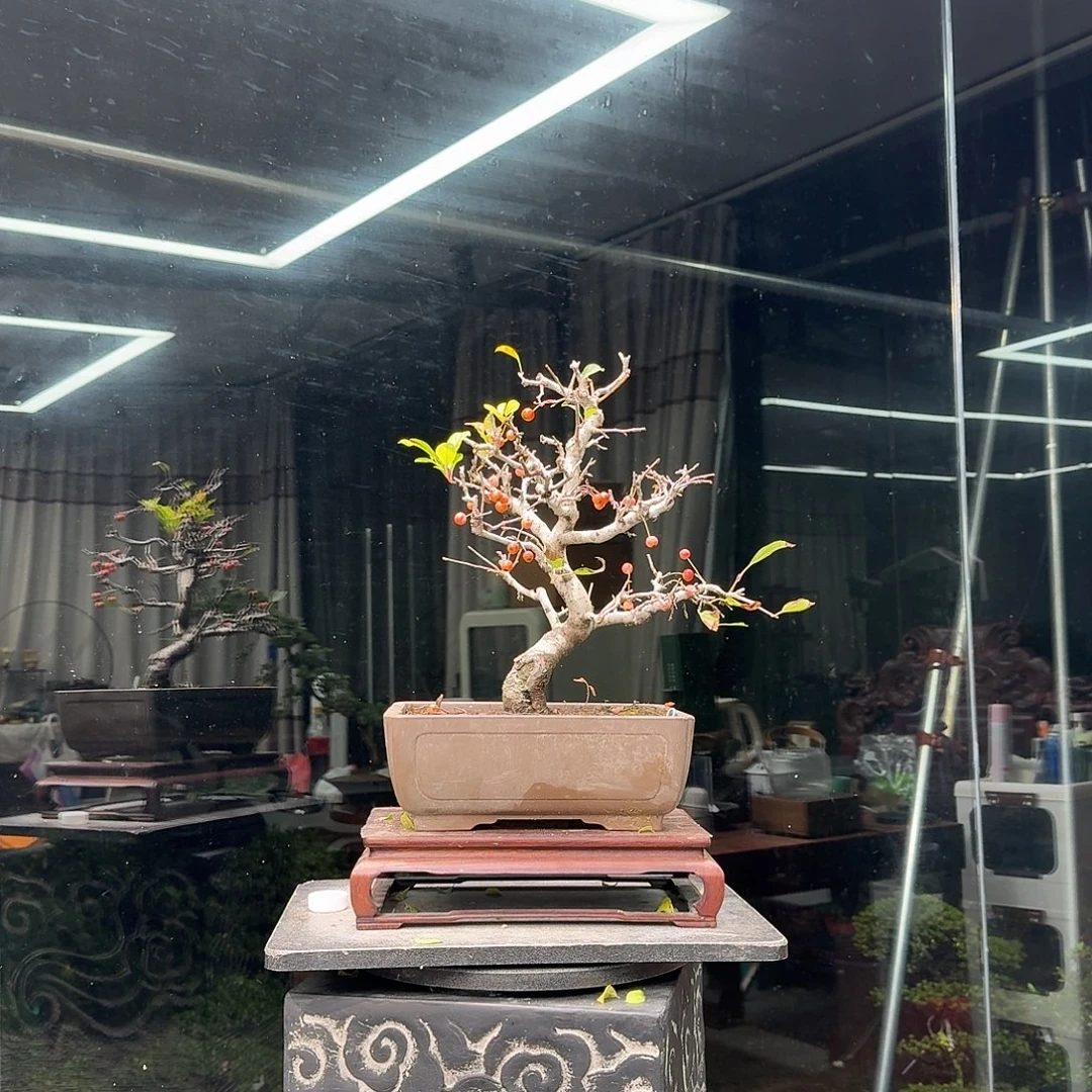 浮***生无花朵花卉苗木花卉苗木