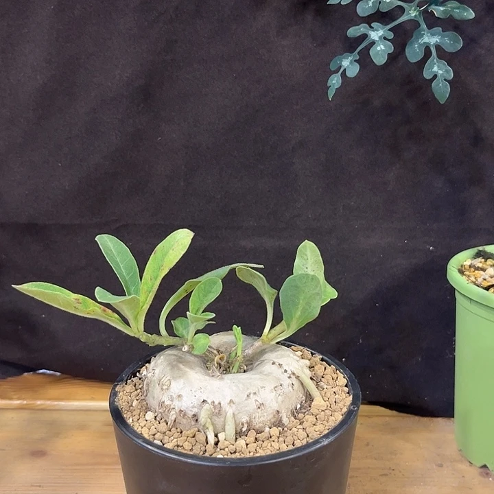 潮流植物龙卵窟圆圆