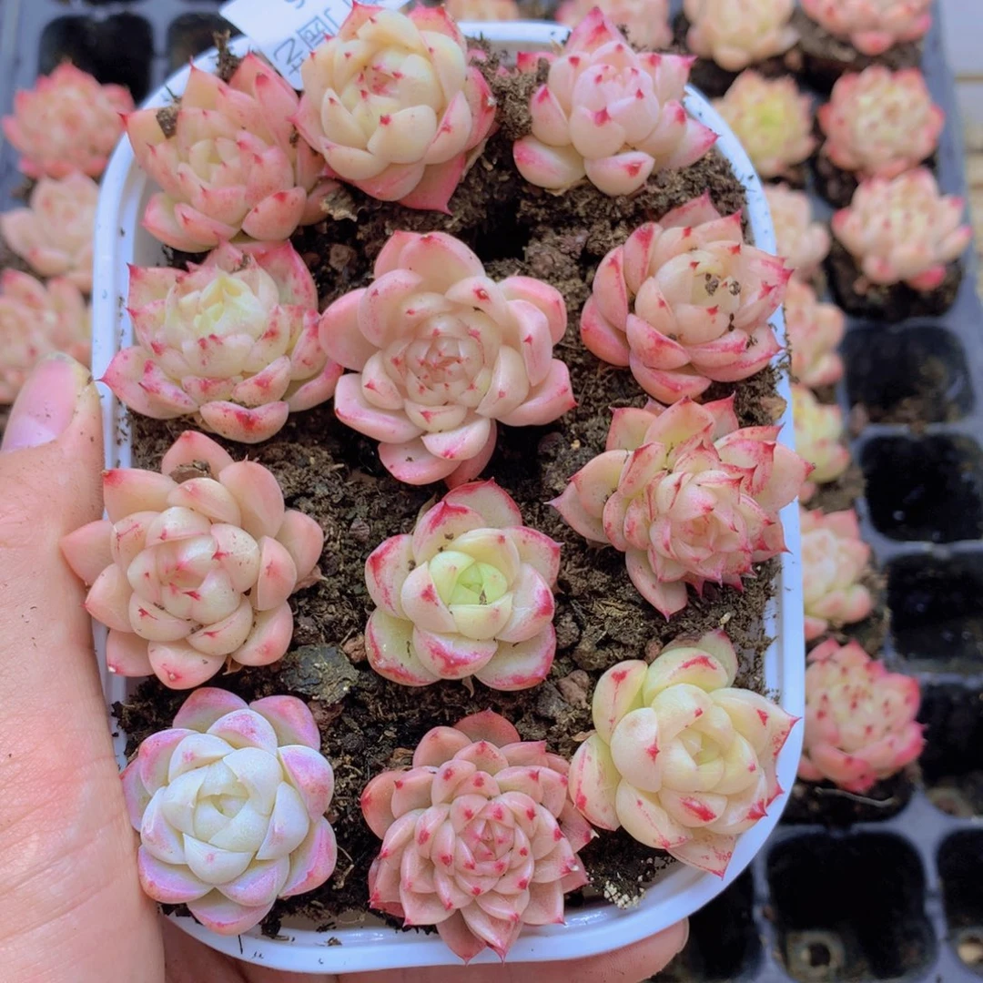 我要睡觉了哦晚安016