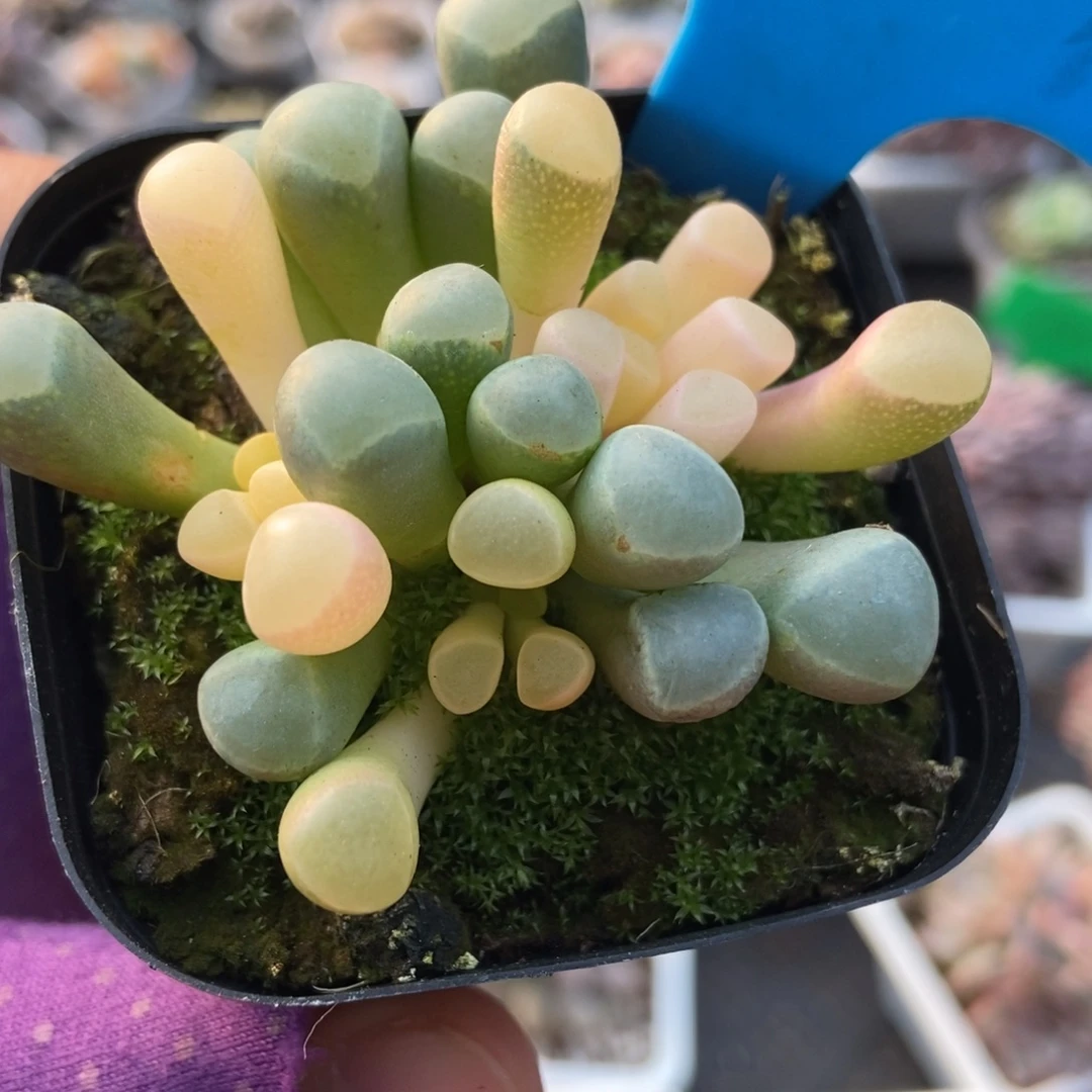 1007五十灵玉锦多肉