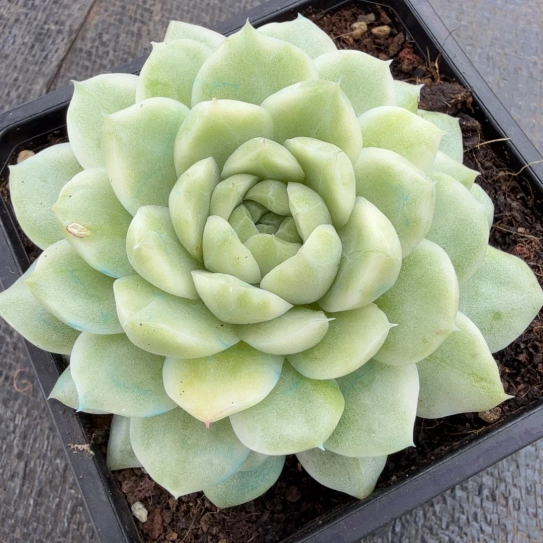 麦秆锦锦上园艺一物一拍