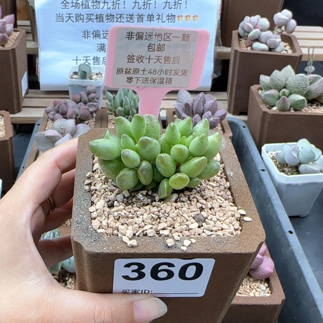 360鼓槌多肉植物