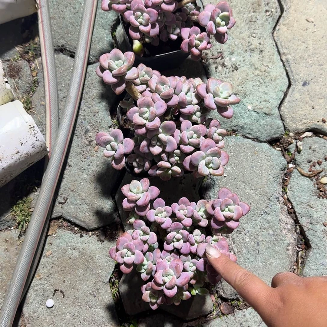 樱花丸叶洛神多肉