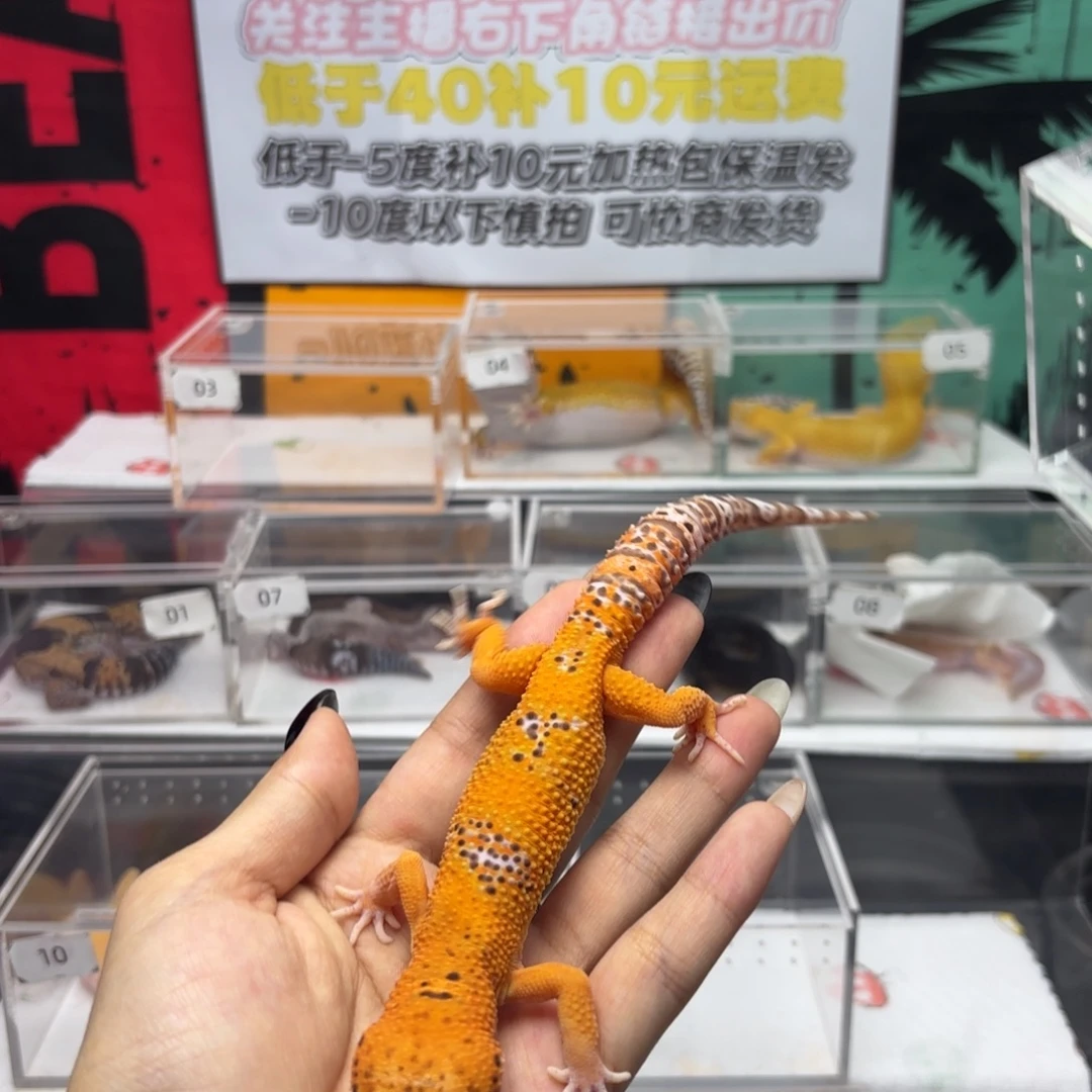 豹纹守宫橘化贝尔 弟弟 V109