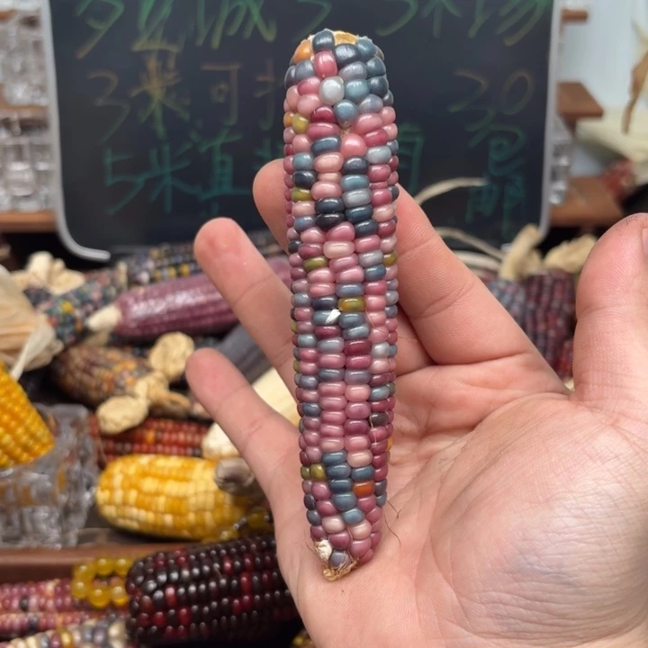 柏香籽/百香籽吊坠丫*～