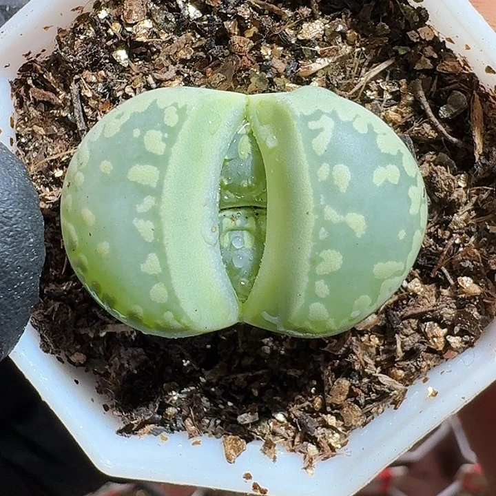 胖****～生石花11111111。    183