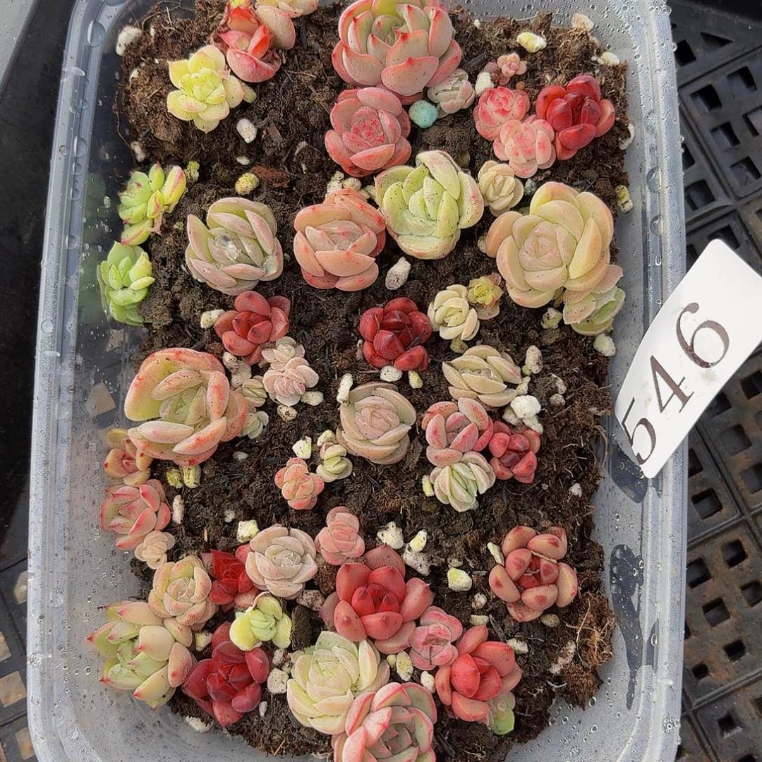 多肉植物多肉植物546