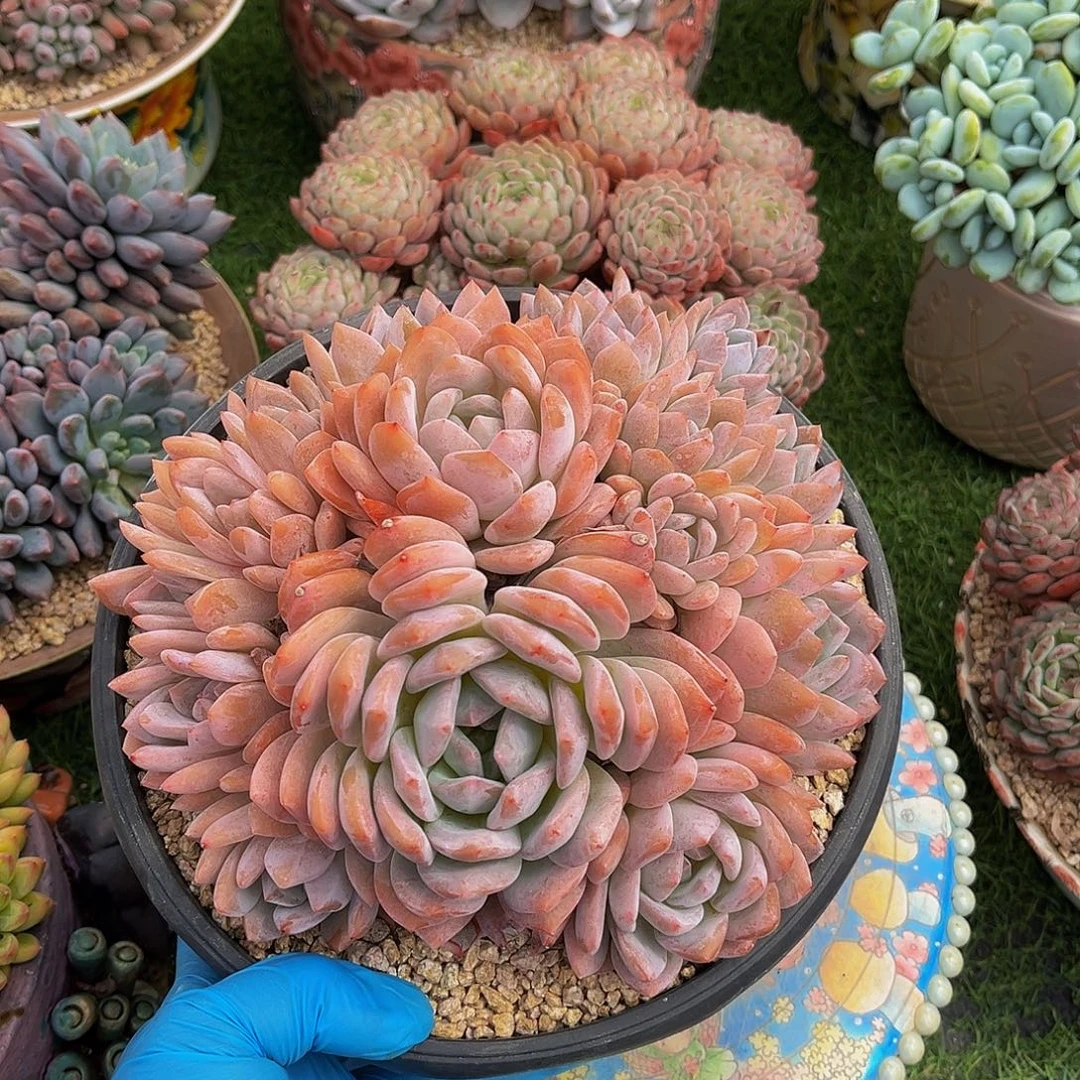 橙子有叠叶一物一拍