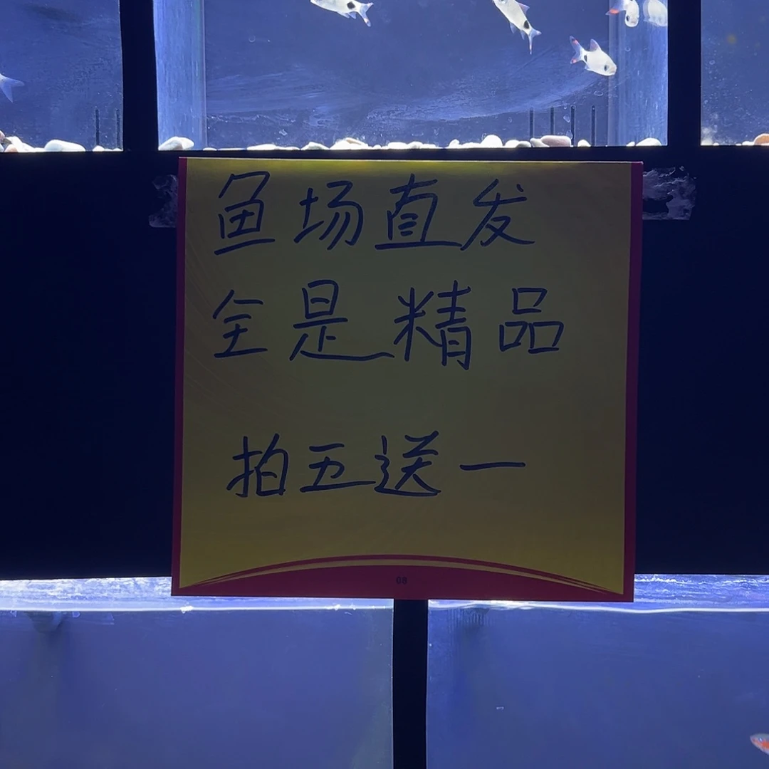 ༺***༻海水一眉道人大尺寸 15条