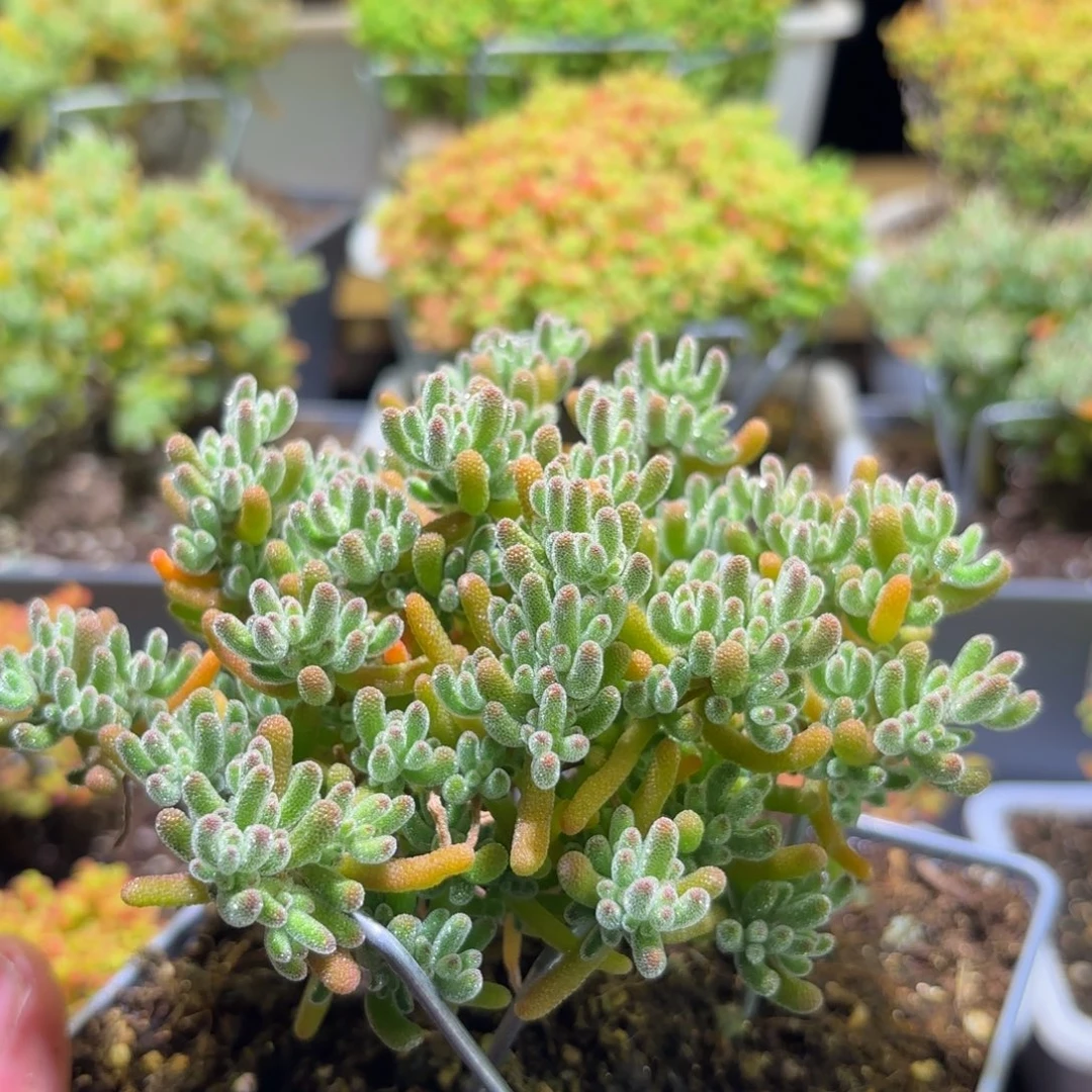 枝干番杏橘子冰晶608