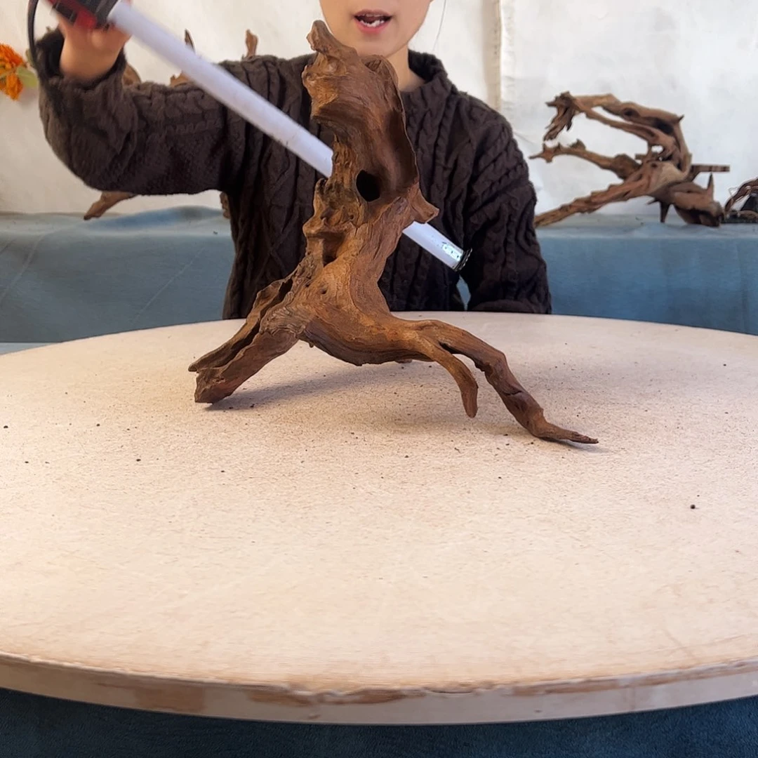 沉木造景寄居蟹造景