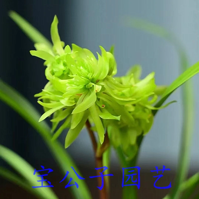 【花开富贵】春兰花开富贵浓香多瓣奇花带花苞兰花苗好养