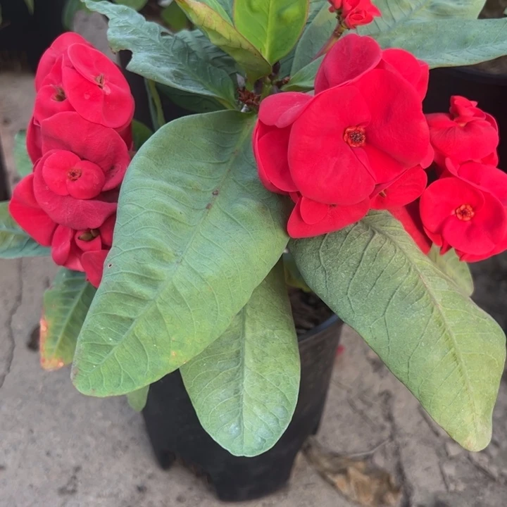 泰品扦插一物一拍